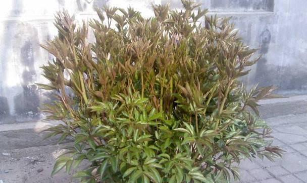 如何正确浇水养芍药花（芍药花的生长与浇水）