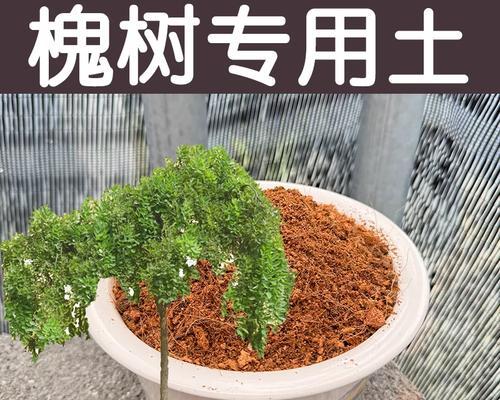 如何盆栽槐树——打造家居绿色空间（槐树盆栽的选材、养护与美化）