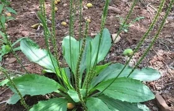车前草种植技巧剖析（让你轻松掌握车前草种植的正确时间和方法）