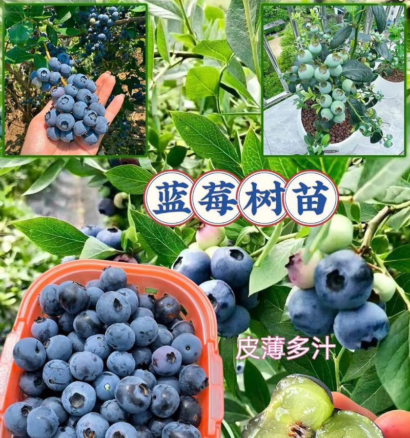 种植蓝莓需要注意的季节（了解适宜的时间，让蓝莓收获更丰硕）