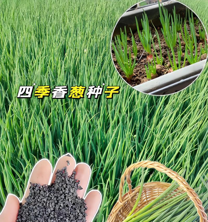 葱种子播种的最佳时间（如何选择最佳的播种时间来提高葱的产量？）