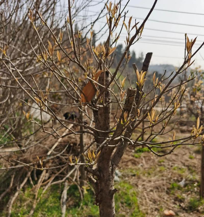冬天会不会冻死桂花树？（解密桂花树的冬季抗寒能力与保护方法）