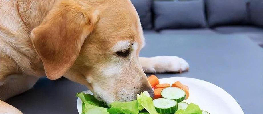 狗狗能否吃核桃？（关于宠物狗食用核桃的几点注意事项。）