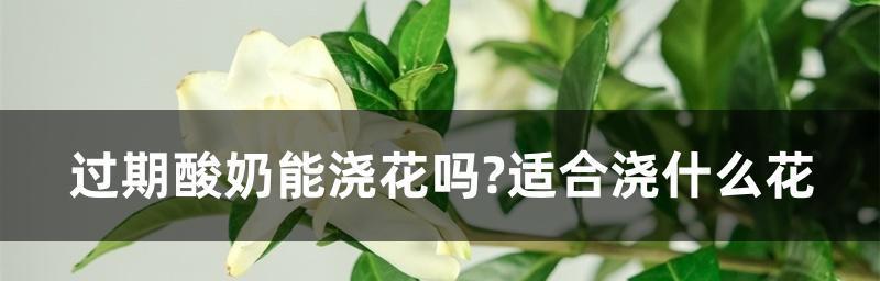 红糖水浇花的好处和效果（红糖水浇花的秘密武器——为你的花儿注入甜蜜生机）