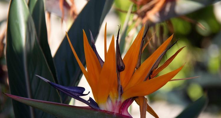 如何种植鹤望兰并促其开花？（从养护到施肥，教你轻松栽培鹤望兰）