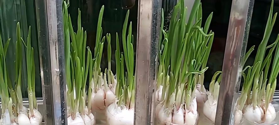 阳台蒜苗种植全攻略（春天阳台蒜苗种植时间和方法，让你在家也能吃到新鲜蒜）