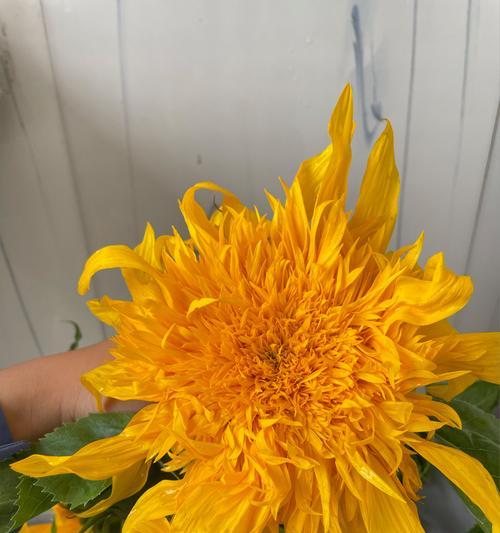 醒花大全——教你如何鲜切菊花醒花（醒花方法、鲜切技巧、注意事项、保存方法等全面介绍）