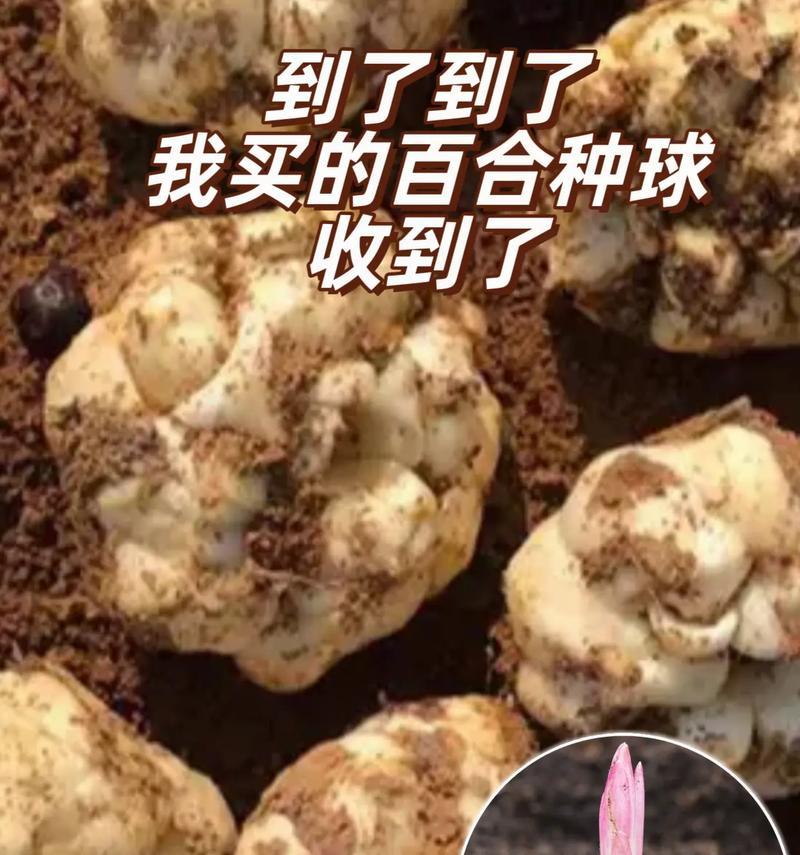 百合种球的保存方法（让您的花园常青不败）