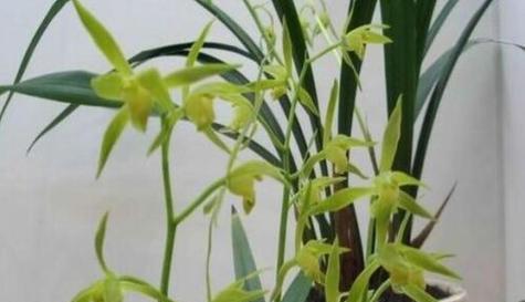 兰花的空气净化功效（探究兰花对甲醛的吸附作用）