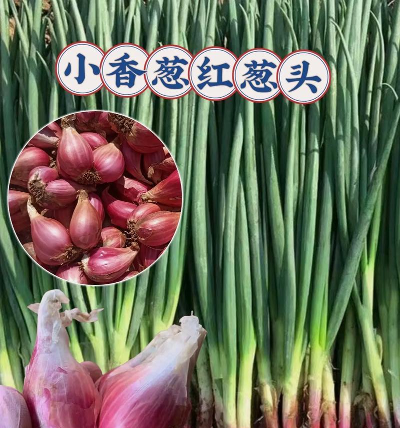 火葱种植全攻略（适宜的种植月份和注意事项）