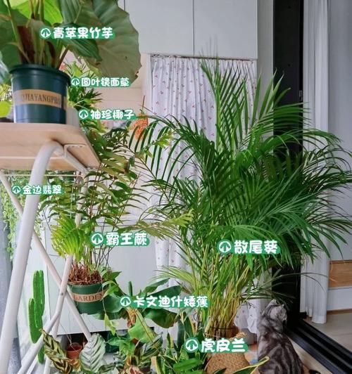 如何养护美丽的孔雀蓝花（从栽培到繁殖，教你掌握关键技巧）