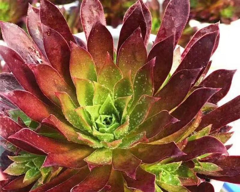 法师也能叶插？！叶插繁殖方法和注意事项一网打尽！（想要繁殖植物？这些法师技巧你必须掌握！）