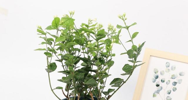 打造盆景之美——叶子花养殖技巧