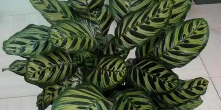 猫眼竹芋的养殖方法与注意事项（打造健康猫眼竹芋完美品质由你掌握）