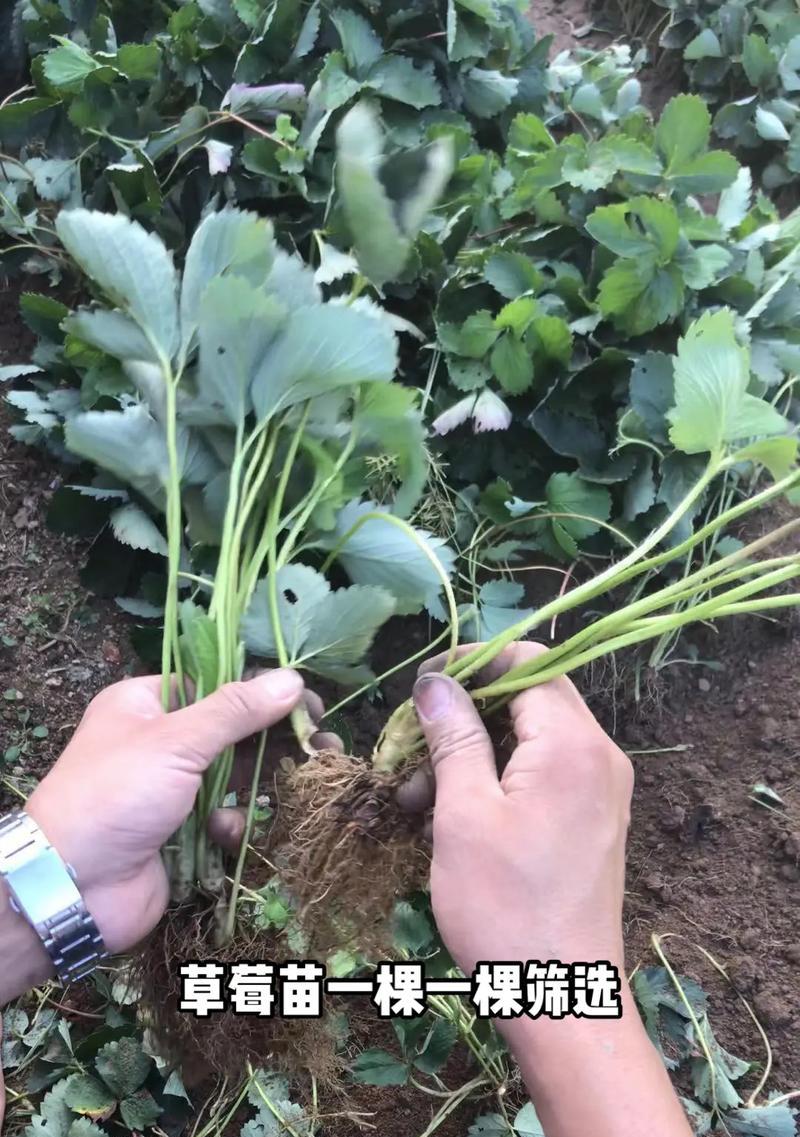 草莓的生长环境条件及特点