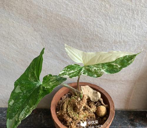 合果芋的种植方式——水培还是土培？（比较水培和土培的优缺点）