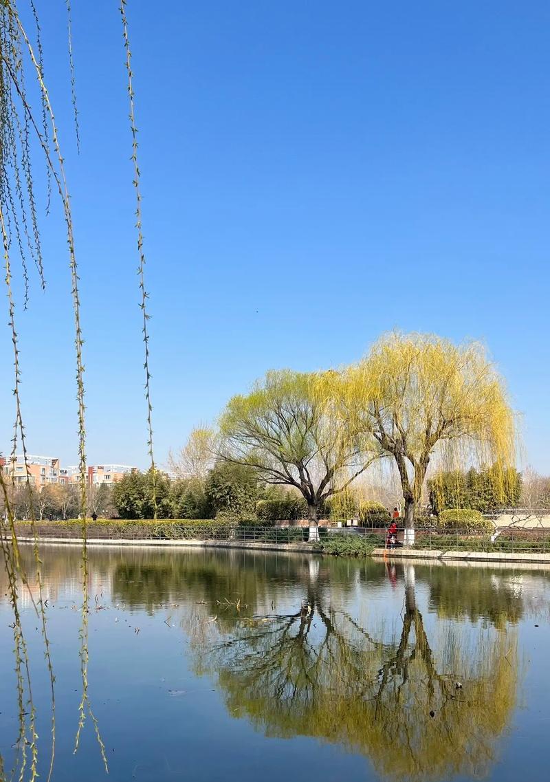 柳树开花时间剖析（揭秘柳树开花的奥秘，探讨生长环境对柳树开花的影响。）