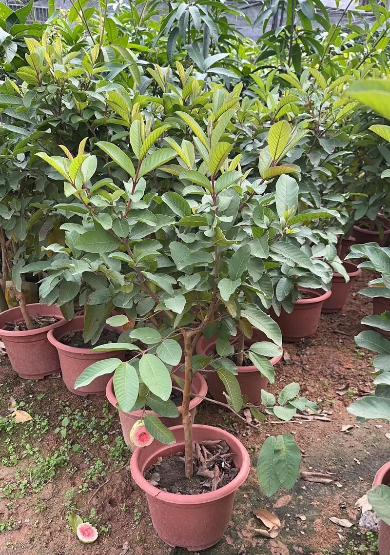 红心番石榴种植条件及适宜地区（热带水果之王，适宜亚热带和热带气候种植）