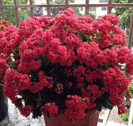 如何正确摘取长寿花心？（掌握正确方法，让长寿花更加茁壮）