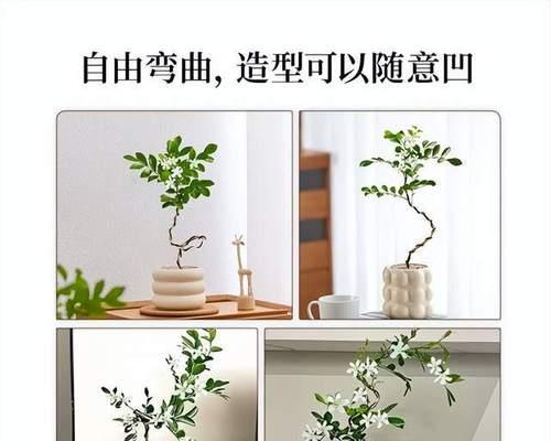 如何正确修剪桂花——剪枝时间、方法图解（桂花修剪方法、桂花剪枝时间、桂花修剪图解）