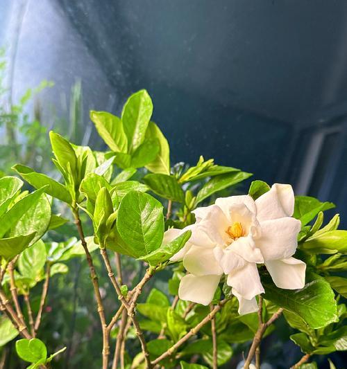 家里可以种栀子花吗？（从养殖环境到养护技巧，了解栀子花的种植要点）
