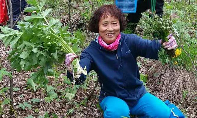 芹菜的生长期和采摘时间（了解芹菜的生长周期，合理采摘）