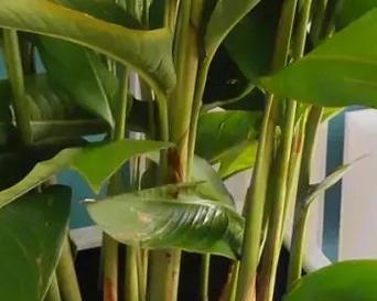 映山红夏季浇水方法（夏天多久浇一次水？一定要注意这些问题！）