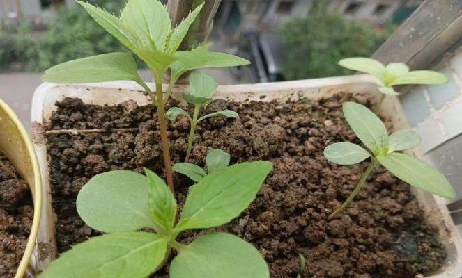 探究凤仙花种子的发芽时间（从种子到繁衍，发芽有奥秘）