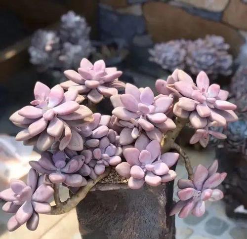 多肉植物生长的场所选择（如何选择适合多肉生长的场所）