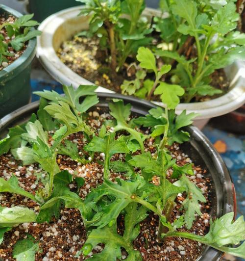 如何用扦插繁殖菊花（步步教你轻松繁殖美丽的菊花）
