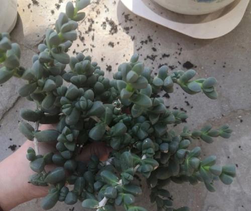 龙翅海棠修剪指南（修剪时间与造型方法，让你轻松打造理想海棠）