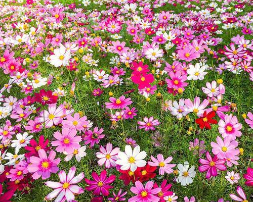 让你的花园绽放格桑花之美！（格桑花的养殖方法和养护要点）