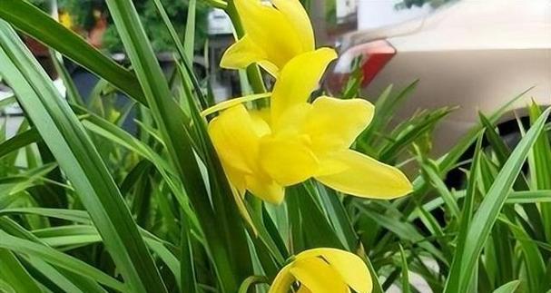 黄金小神童兰花的养护与管理（打造独具魅力的兰花园，让兰花常青常美）