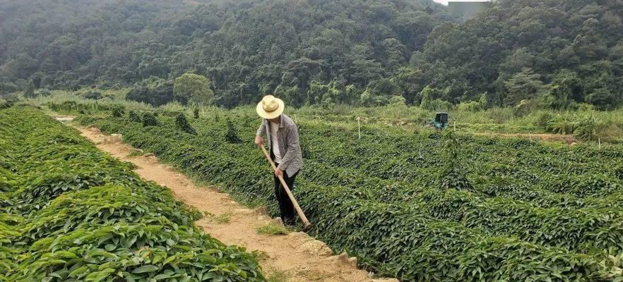 淮山的种植与收获（四季皆可种植，产量高效稳定，）