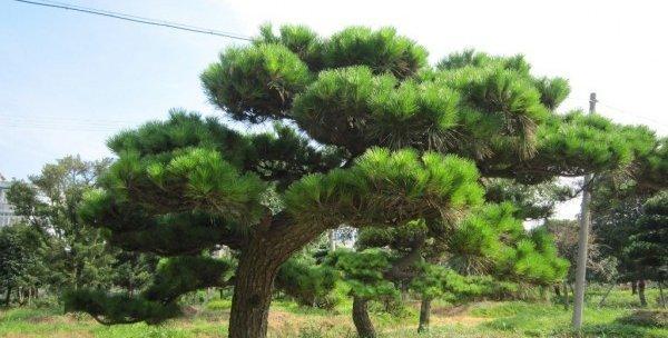 黑松生长习性特点及适宜生长环境（了解黑松生态特点，助力栽培技术）