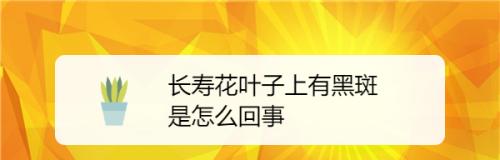 火鹤花叶子黑斑原因及解决方法（如何保护火鹤花叶子的美丽与健康）