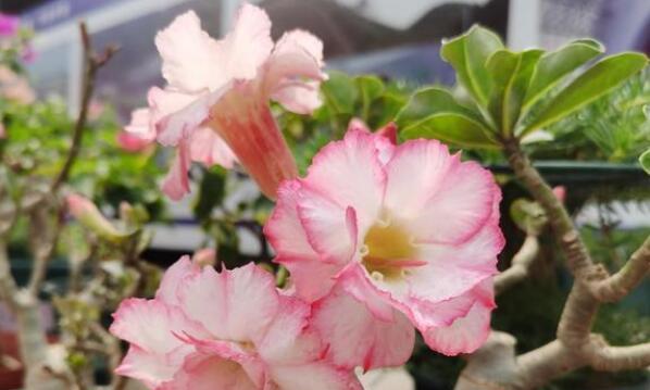 沙漠玫瑰开花后的修剪技巧（打造美丽庭院的秘密武器）