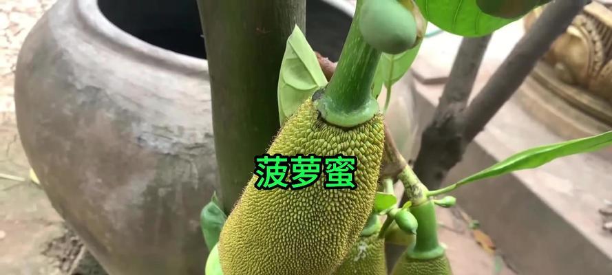 菠萝蜜南方种植指南（如何在南方地区种植健康的菠萝蜜树）