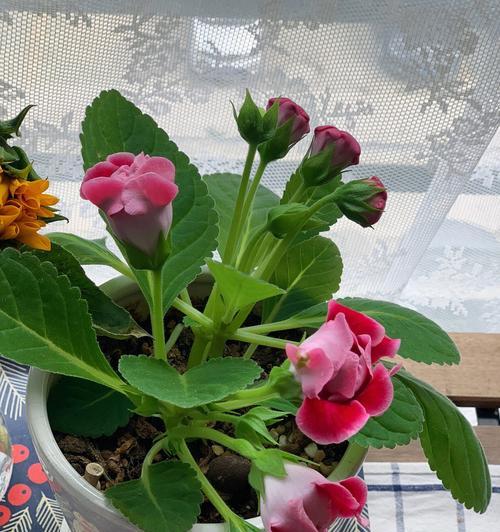 大岩桐：草本还是木本？