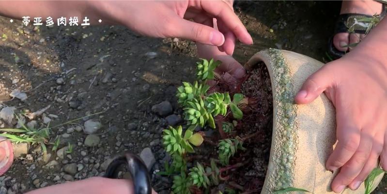 河沙多肉种植指南（打造精致多肉花园，从河沙开始）
