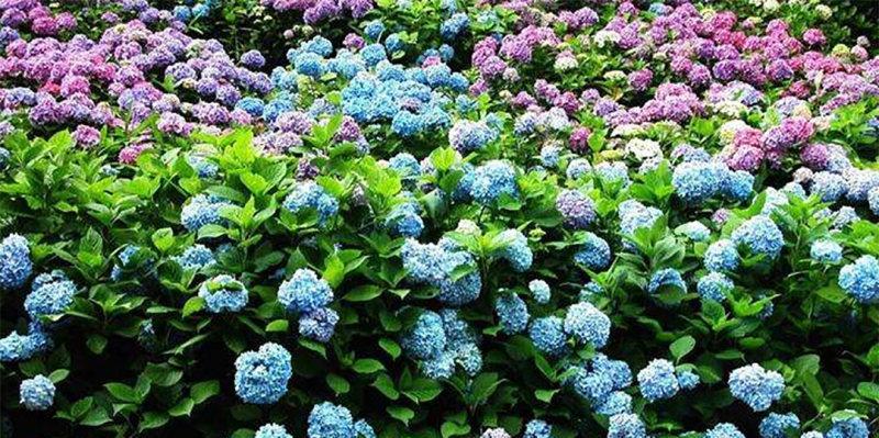 八仙花的养殖方法与注意事项（打造自己的花海——八仙花的养殖全指南）