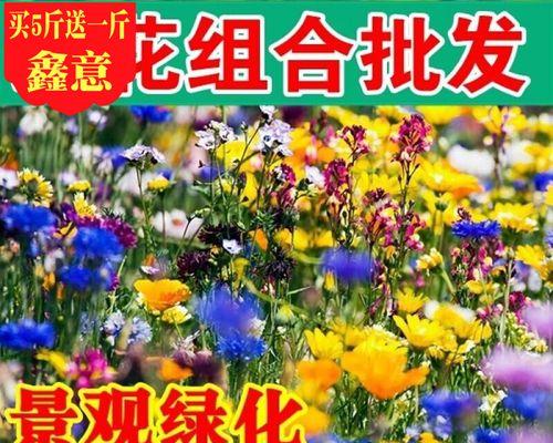 格桑花种子的最佳种植时间（春季种植有利于格桑花的成长）