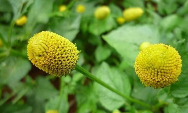 两性花的植物大揭秘（探寻植物世界中的男女通吃者）