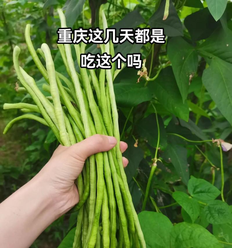 豆角生长周期究竟有多长？（探讨豆角的生长阶段和关键因素）