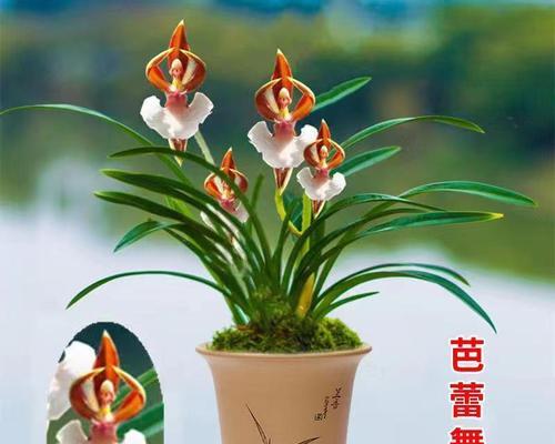 兰花在室内养殖的毒性分析（室内养兰花的注意事项及毒性解读）
