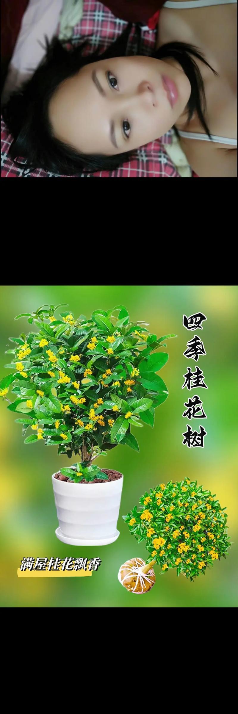 如何养护才能让桂花开出鲜花（桂花树的养护技巧及注意事项）