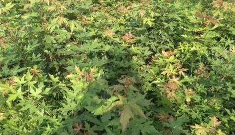枫树的植物类型及特点（探究枫树的生态环境、生长特征与经济价值）