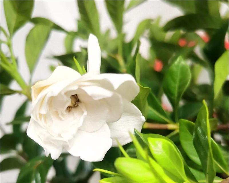 枙子花的浇水方法（春夏秋冬各有不同，你知道吗？）