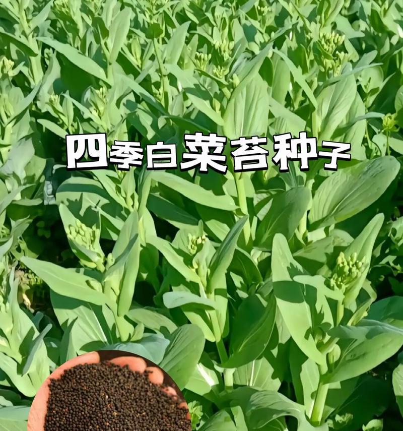 白菜播种时间的选择（合适的播种时间让白菜丰收更易实现）
