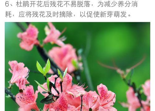 杜鹃花的生长环境及生长地方条件（深入了解杜鹃花的生存之道）